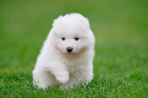 Samoyed Domestic dog