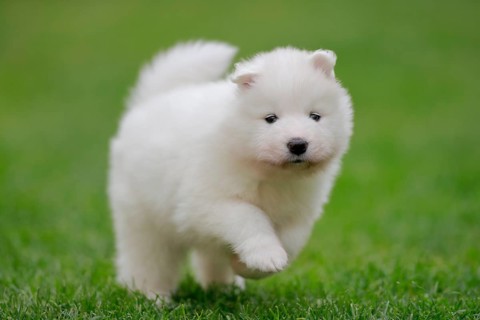 Samoyed Domestic dog