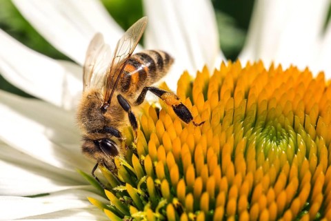 Honey bee