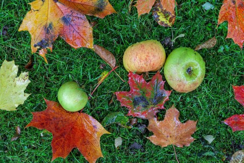 Fallen fruit on an apple tree