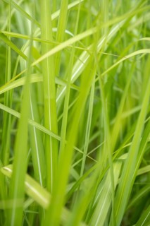 Chinese reed