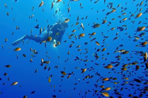 Diver looking at shoal of Mediterranean finfish