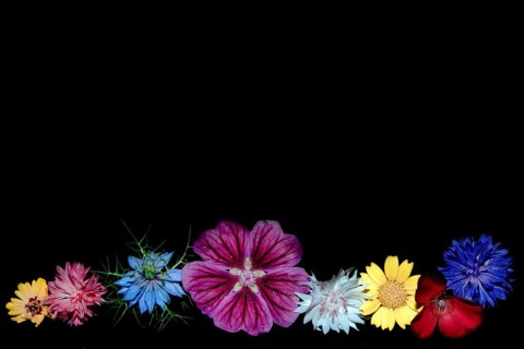Various colourful flowers of meadow flowers lie in a row