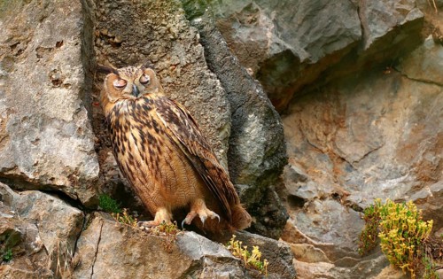 Sleeping owl