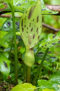 Common arum