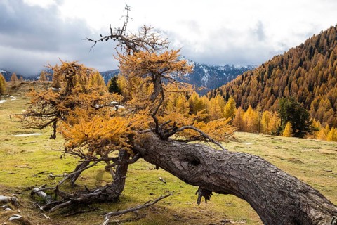 Fallen autumn-coloured larch