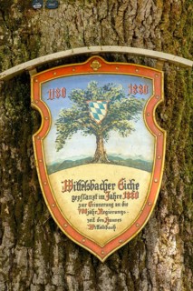 Wittelsbacher Eiche