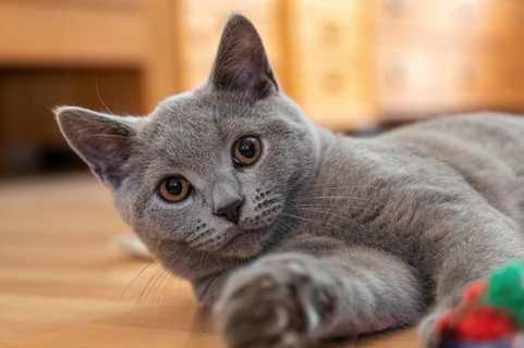 Young British Shorthair male playing with the photographer