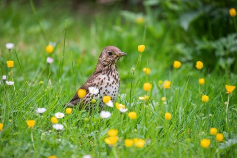 Song thrush