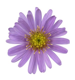 New York aster