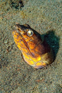 Sand Snake Eel