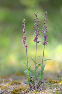 Dark red helleborine