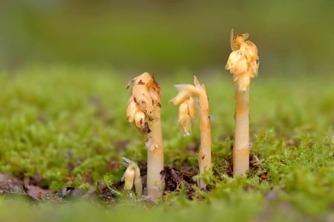 Common Dutchman's pipe