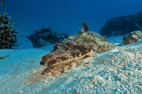Tentacled flathead