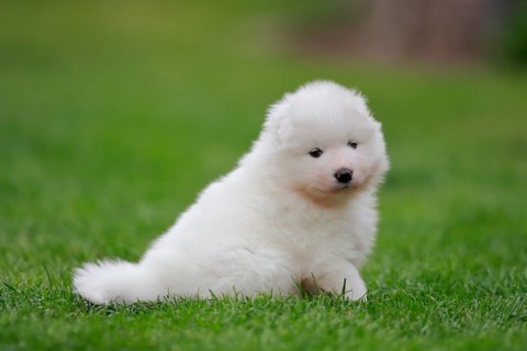Samoyed Domestic dog