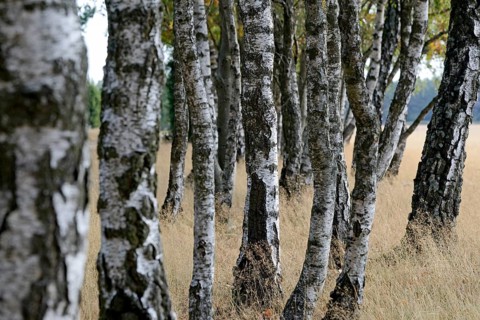 Heathland