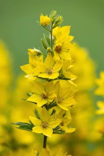Spotted loosestrife