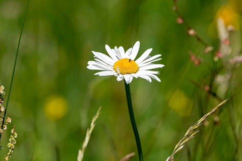 Flowering marguerite