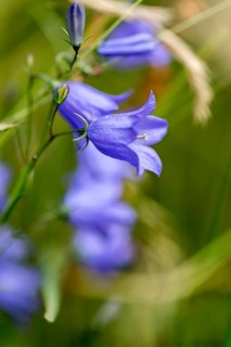 Harebell