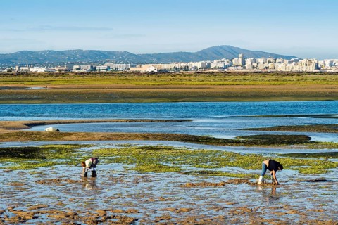Ria Formosa during low tide with people gathering the seafood