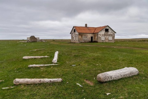 Driftwood