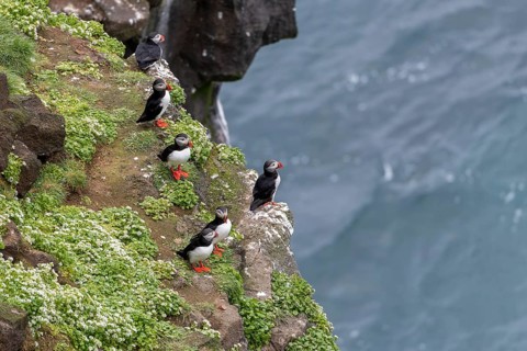 Puffin