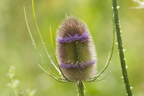 Wild teasel