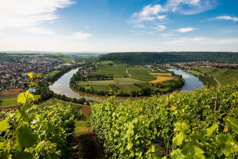 Neckar Loop and Vineyards
