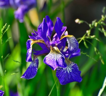 Blue flower of a Siberian iris