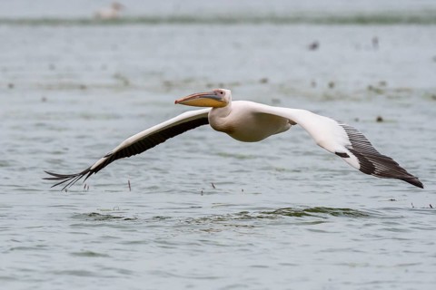 Dalmatian pelican