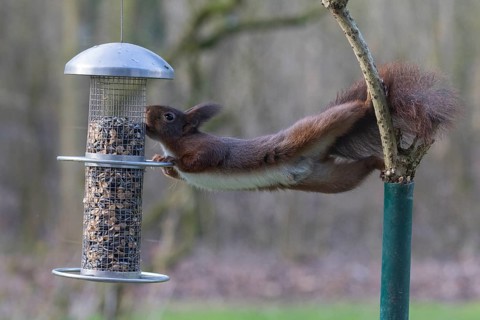 Squirrel raids Eurasian red squirrel