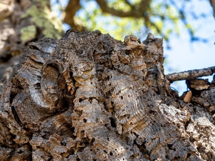 Bark of a Cork oak