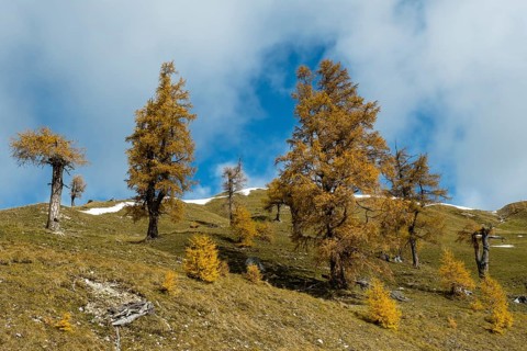 Autumn coloured larches