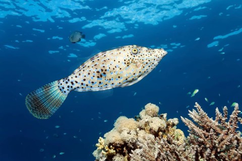 Scrawled filefish