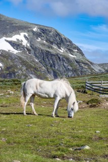 Norwegian Fjord Horse