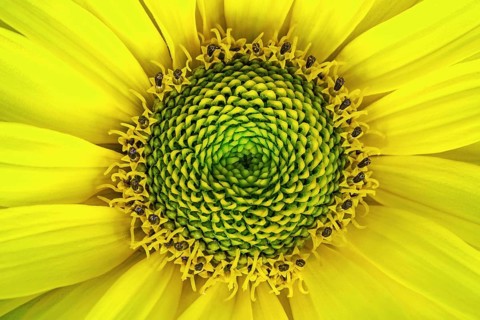 Rough oxeye