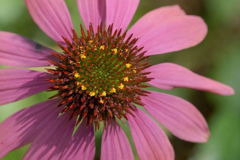 Purple Cone flower