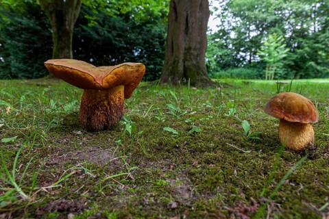 Lurid bolete