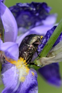 Rose chafer