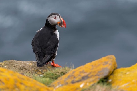 Puffin