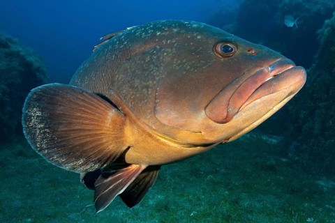 Dusky Grouper