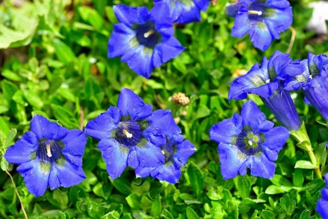 Flowering Stemless gentian