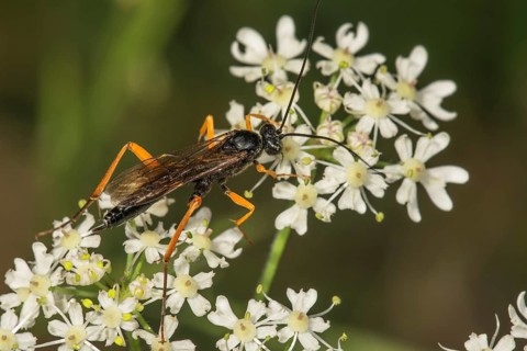 Pimpla rufipes