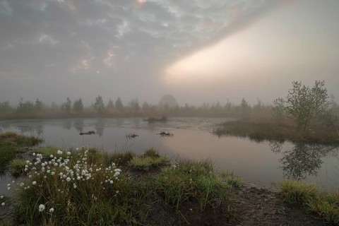 Rehdener-Geestmoor