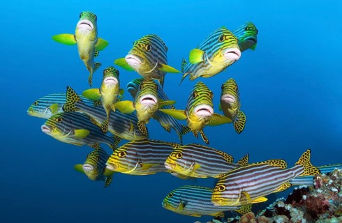 Small school of fish Oriental sweetlips