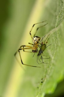 Linyphia triangularis