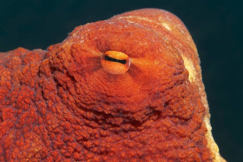 Eye of common octopus