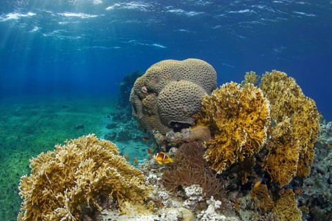 Typical coral reef in seagrass meadow with Red Sea fire coral