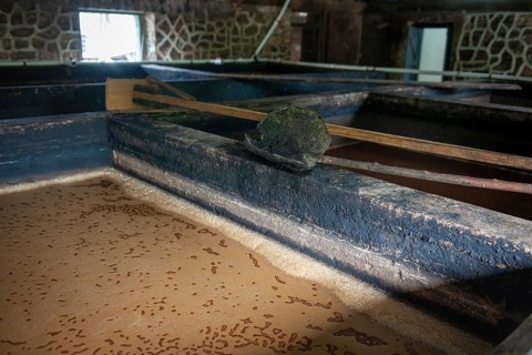 Mash of sugar cane for traditional rum production