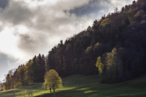 Twin tree